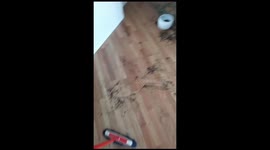 Dog Destroys Potted Plant