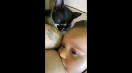 Feline Friend Tries to Join Feeding Time