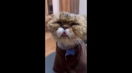Sleepy Cat