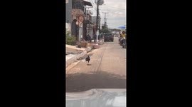 One-legged Vulture Dines on Rat