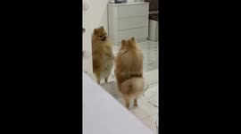 Pomeranian Falls In Love With Reflection