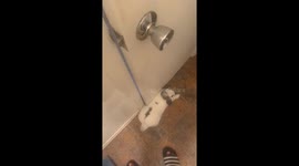 Bunny Traps Man In The Bathroom