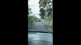 Cattle Create a Roadblock