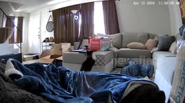Cat Panics When It Gets Head Stuck in Bag