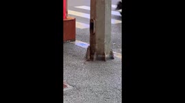 Woman accidentally seals mouse and its baby inside pole in China