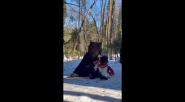 Chinese Girl Takes a Photo with a Large Black Bear