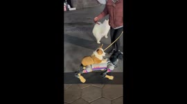 Corgi sits on back of robotic dog to take a stroll