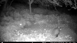 Baby Badgers have a fun Wrestling match