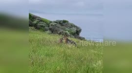 Two foxes have tender encounter on island in California