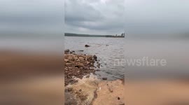 Policeman rescues pelican from lake in Oklahoma