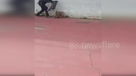 Police rescue injured baby owl found in schoolyard