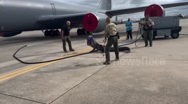 Alligator caught on runway at Florida airport