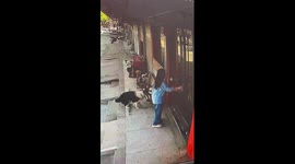 Over-excited Border Collie knocks over motorcycle outside shop in China