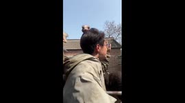 Ostriches attack farmer while he tries to do video presentation