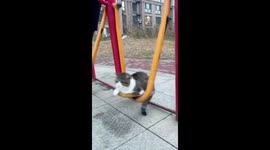 Pet cat plays on park exercise equipment