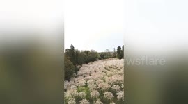 Famous garden's cherry blossoms reveal hidden secret