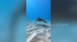 Heartbreaking video shows turtle choking on a piece of plastic