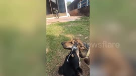 Rescue volunteers remove harpoon piercing pet dog's head