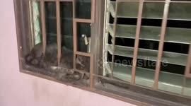 Rescuers save stray cat trapped in window grilles