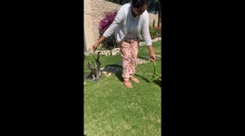 Pet Cat and Giant tortoise share a lettuce snack together at the same time