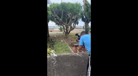Beltran the poser: Manila's photogenic pooch