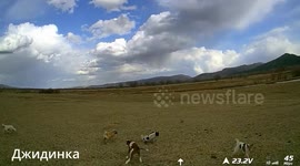 Drone rescue: saving a calf from dog attack in Buryatia, Russia