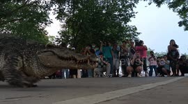 Crocodile emerges from pond in front of dozens of onlookers