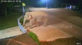 Wild elephant wanders into school at night to search for food