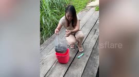 Monitor lizard grabs fish from woman releasing them into stream
