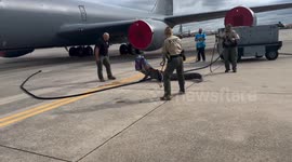 Wildlife authorities catch alligator at Florida air force base