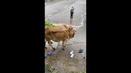 Cow slips down dam like a slide while crossing reservoir