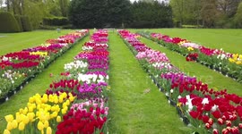 From Dutch fields to Chinese soil: the blossoming journey of tulips