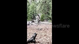 USA: Hunting habits of the bobcat in Yosemite National Park, CA