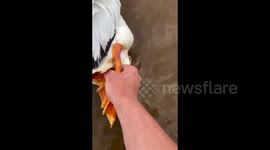 Heroic trooper rescues injured pelican from fishing hook in Oklahoma