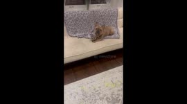 Frenchie Tries to Be an Artist