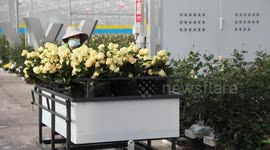 Export oriented rose super factory goes smart in NW China