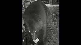 Bear caught snacking: wildlife encounter at Sandy Lake, Ontario