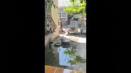 Max the cool canine: beating the heat in Nueva Ecija