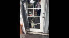 Cat Jumps At Door When Owner Is Outside