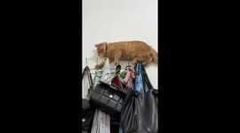 Adorable climber: Lookie, the 6-month-old Cat from Bangka Belitung