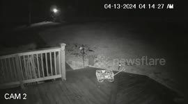Bear caught on camera raiding deck for bird feeders