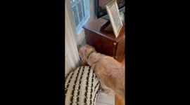 Golden retriever finds joy in simple Easter basket fun