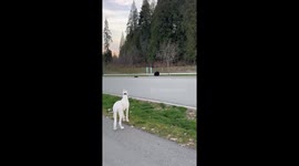 Blanco the Dogo puppy's curious encounter with a black bear in British Columbia