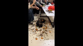 Puppy covered in peanut shells snoozes through hilarious shenanigans