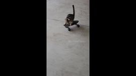 Amusing clip shows kitten riding skateboard