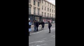 Bystanders save rampaging London horse after bloody crash with bus