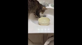 Cat Tries to Catch Water