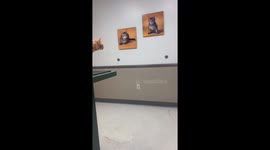 Cat Hisses at Kitten Portraits
