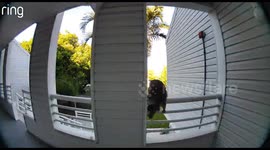 Raccoon Family Takes Up Residence in Apartment Ceiling