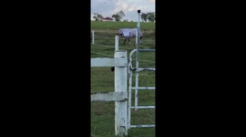 Horse Found With Hood Pulled Over His Eyes